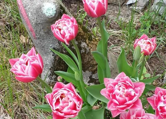 House Near The Sea * Suurupi